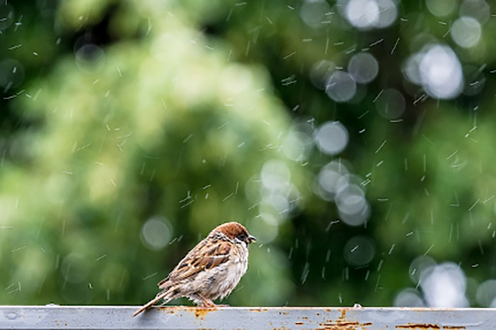 Do Birds Feed In The Rain