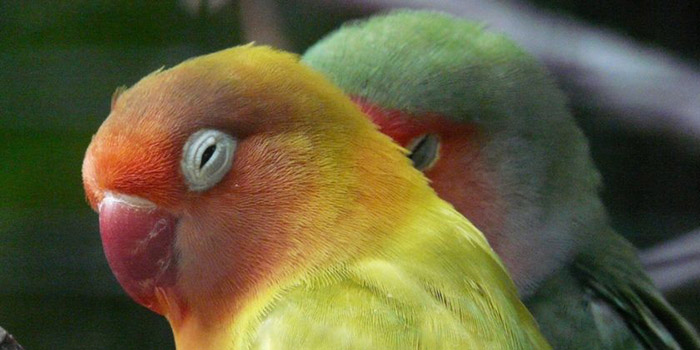 Do Birds Sleep With Their Eyes Open