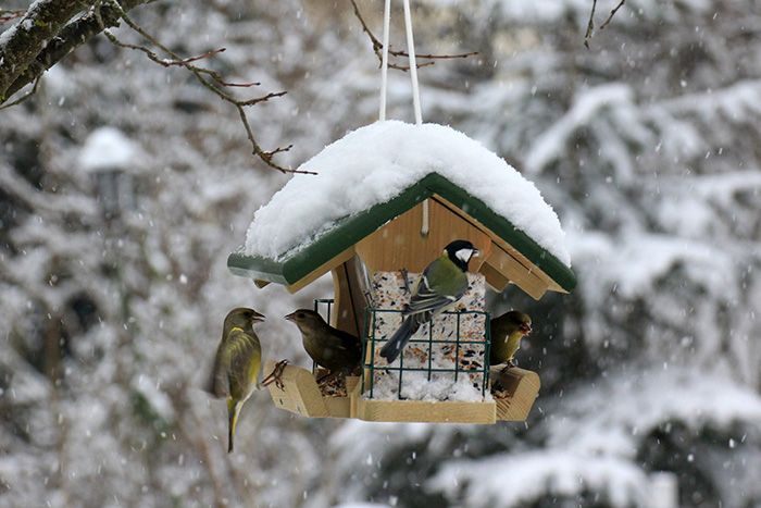 Do Birds Use Birdhouses In The Winter-2