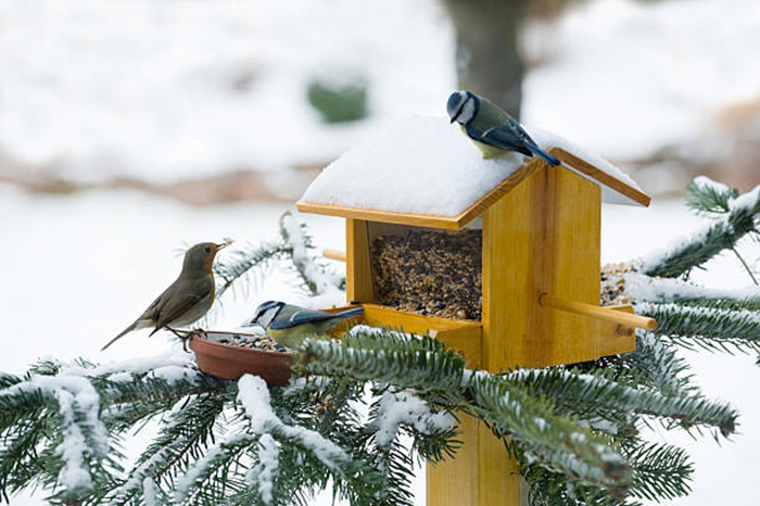 Do Birds Use Birdhouses In The Winter-3
