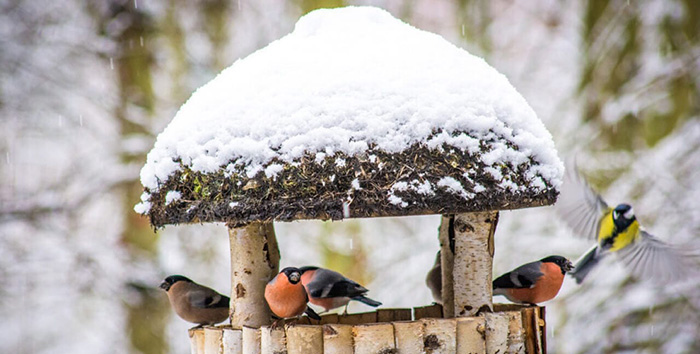 Do Birds Use Birdhouses In The Winter.