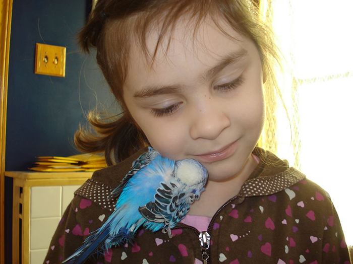 Do Budgies Like To Cuddle (1)