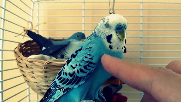 Do Budgies Like To Cuddle (2)