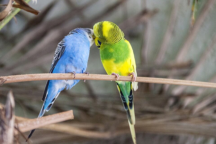 Do Budgies Mating Season-2