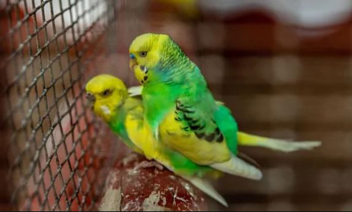 Do Budgies Mating Season-3