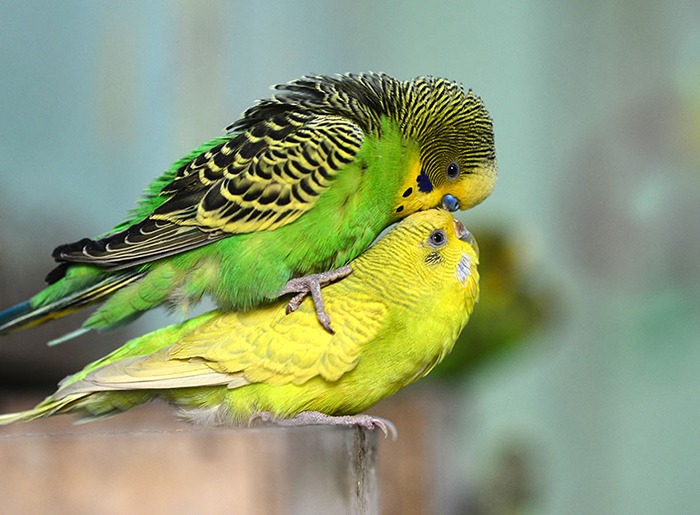 Do Budgies Mating Season