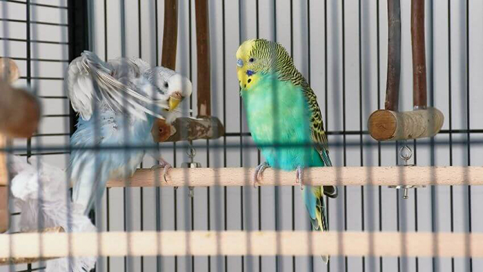 Do Budgies Talk If You Have Two?