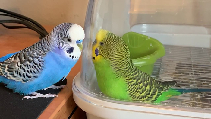 budgies talk to mirror for 10 hours