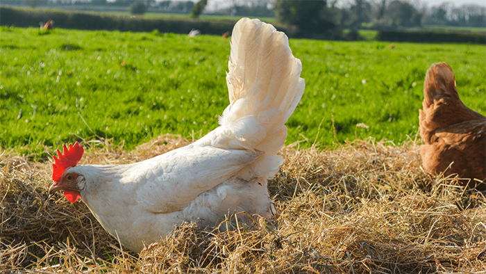 Do Chickens Eat Hay