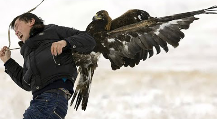 Do Hawks Attack Humans-2