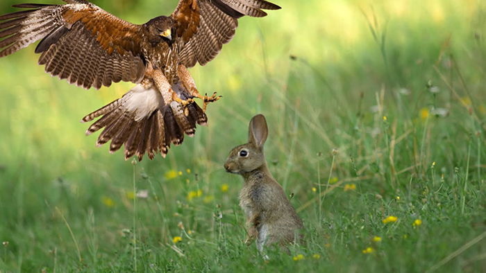 Do Hawks Eat Bunnies