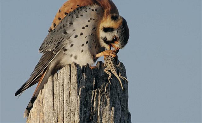 Do Hawks Eat Lizards-2