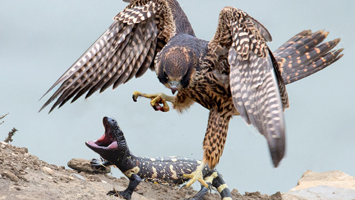 Do Hawks Eat Lizards