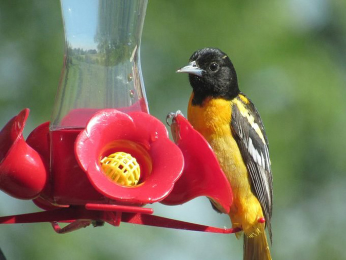 Do Orioles Eat Mealworms-2