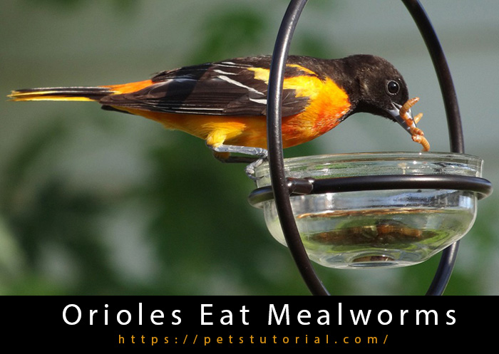 Do Orioles Eat Mealworms-2