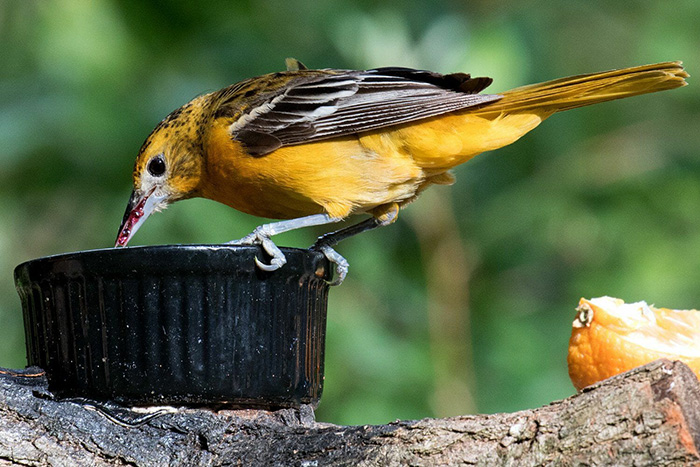 Do Orioles Eat Mealworms
