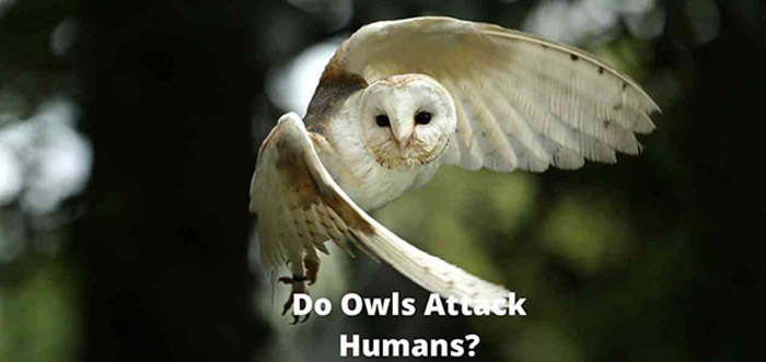 Do Owls Attack Humans