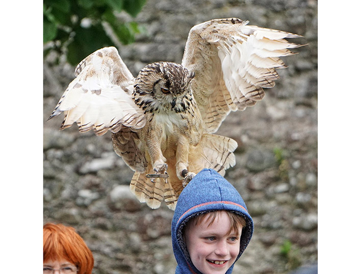 Do Owls Attack Humans   Do Owls Attack Humans 3 