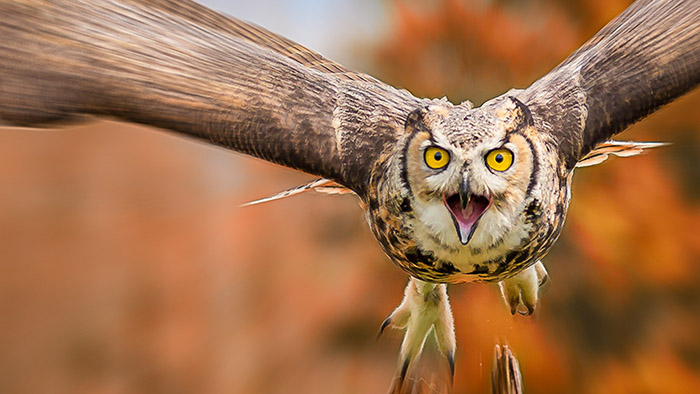 Do Owls Attack Humans