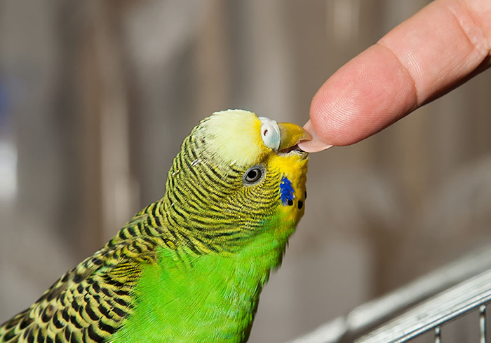 Do Parakeet Bites Hurt-2