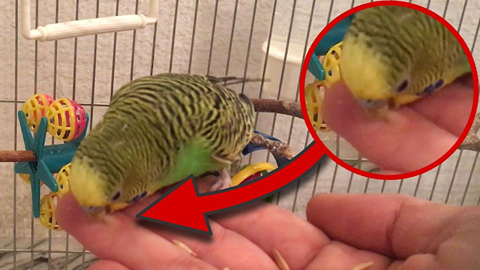 Do Parakeet Bites Hurt