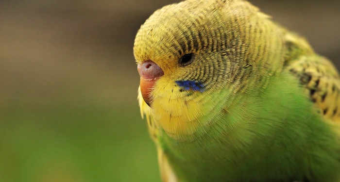 Do Parakeets Sleep With Their Eyes Open-2