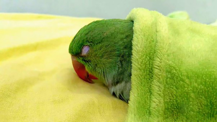 Do Parakeets Sleep With Their Eyes Open-3