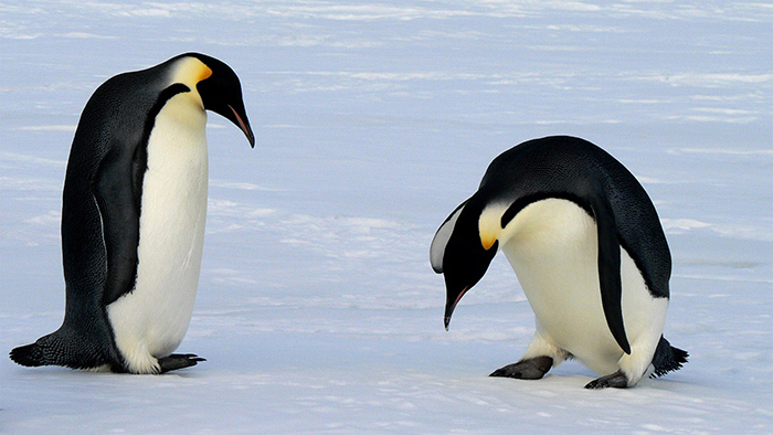 Do Penguins Have Legs Or Just Feet-2