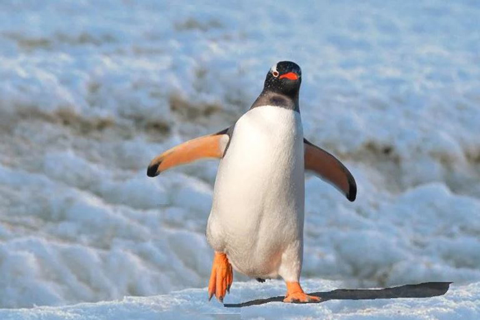 Do Penguins Have Legs Or Just Feet-3