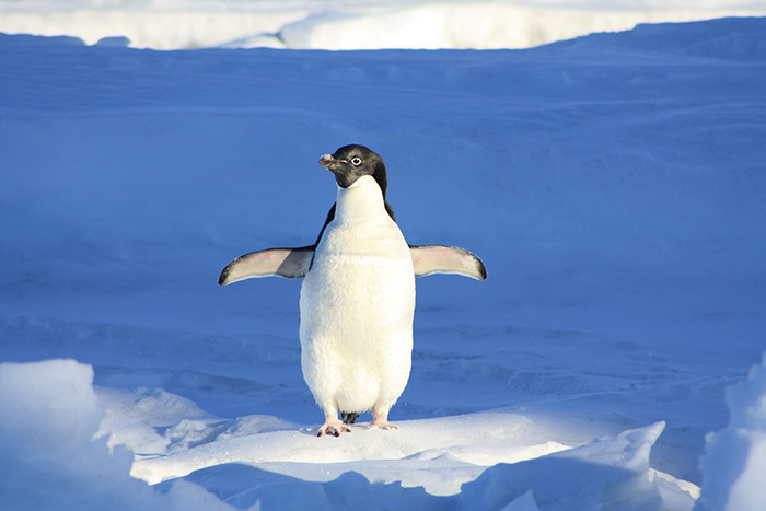 Do Penguins Have Legs Or Just Feet