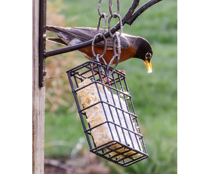Do Robins Eat Suet?