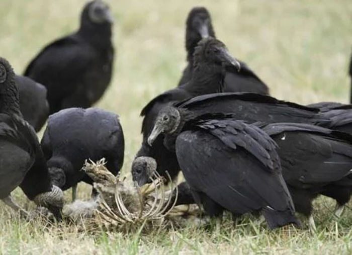 Do Vultures Attack Humans (1)