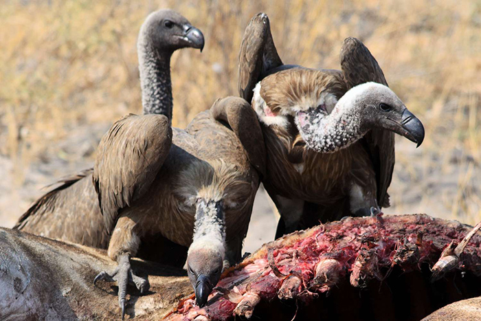 Do Vultures Attack Humans (2)