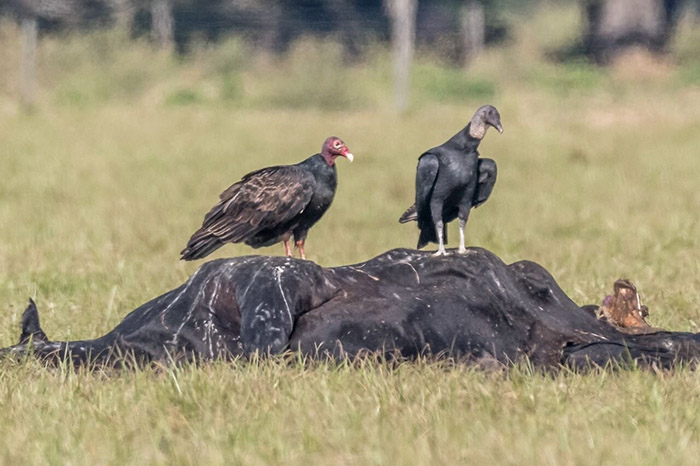 Do Vultures Eat Lions-2