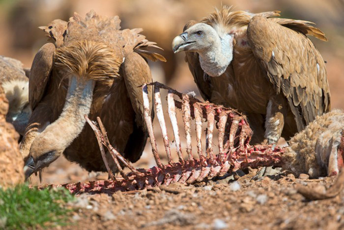 "Eurasian Griffon Vulture 