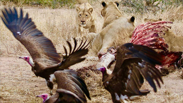 Do Vultures Eat Lions