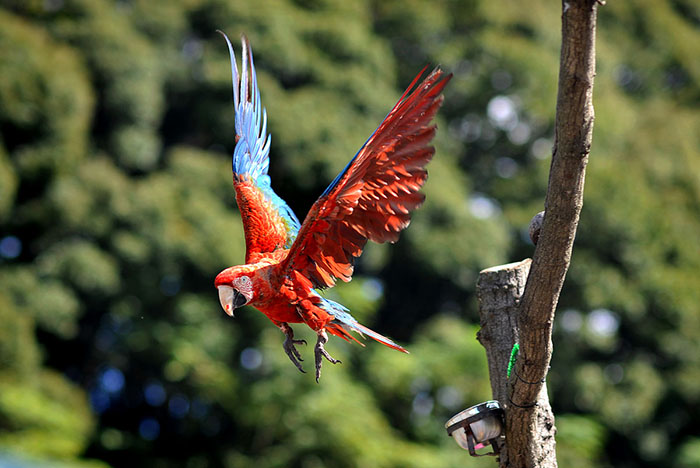 Eclectus Parrot Aggression-2