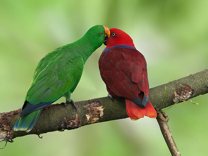Eclectus Parrot Aggression-3