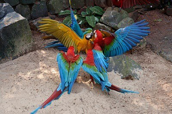 Eclectus Parrot Aggression