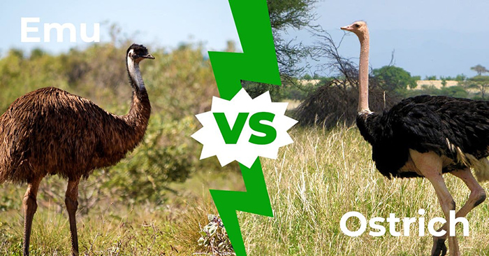 Emu Vs Ostrich Size-2