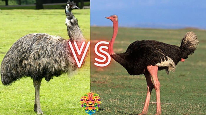 Emu Vs Ostrich Size-3