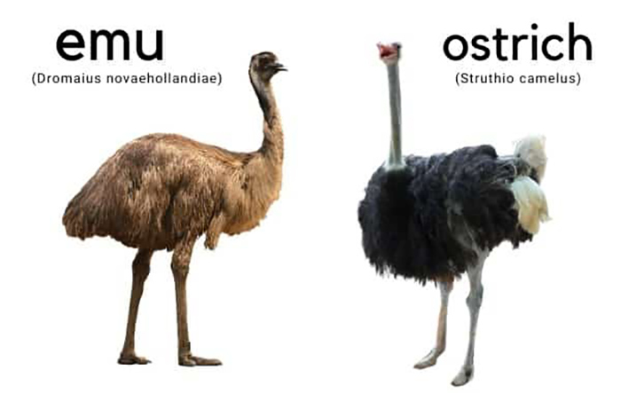 Emu Vs Ostrich Size