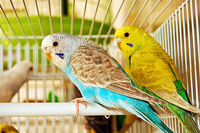 Exotic Birds For Sale In Florida