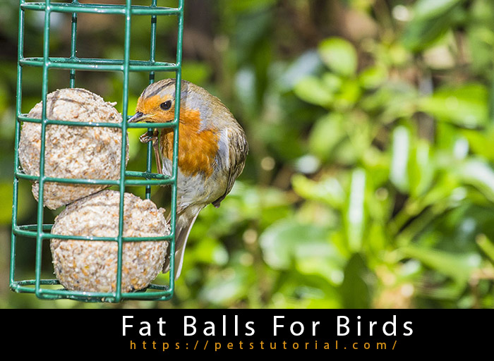 Fat Balls For Birds-2