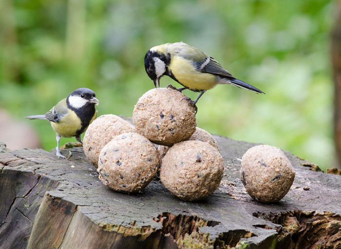 Fat Balls For Birds-3