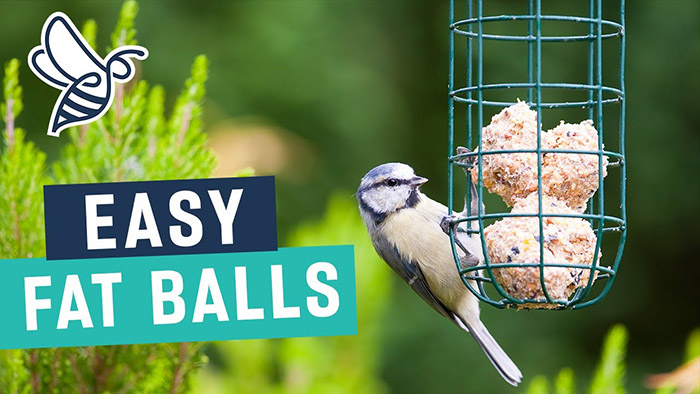 Fat Balls For Birds