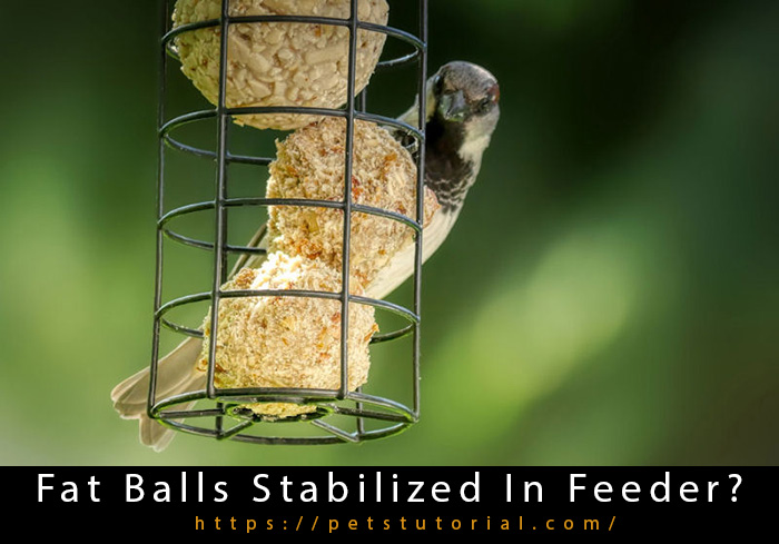 Fat Balls Stabilized In Feeder-2