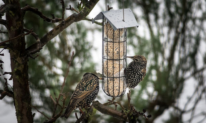 Fat Balls Stabilized In Feeder