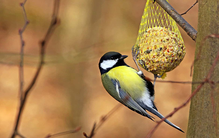 Feeder Oats For Bird-2