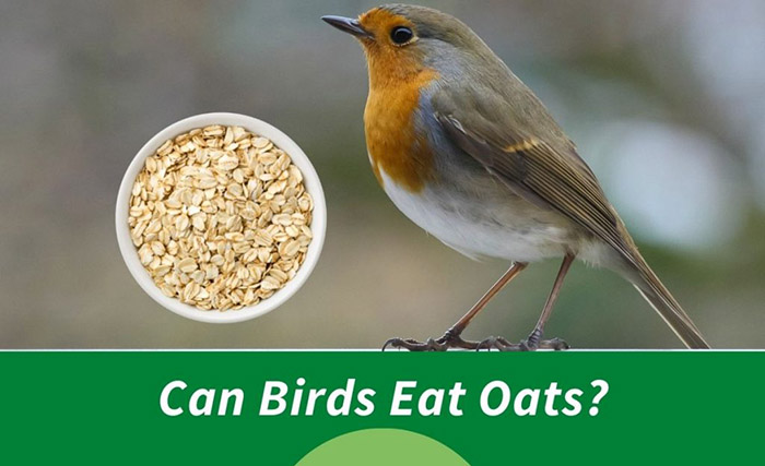 Feeder Oats For Bird